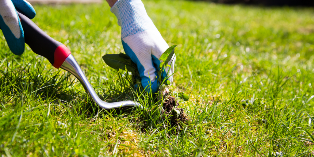 A person's hand removing a weed from the grass.