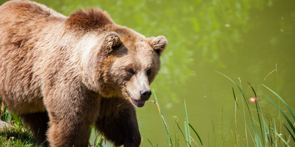 Bears live on grass and insects
