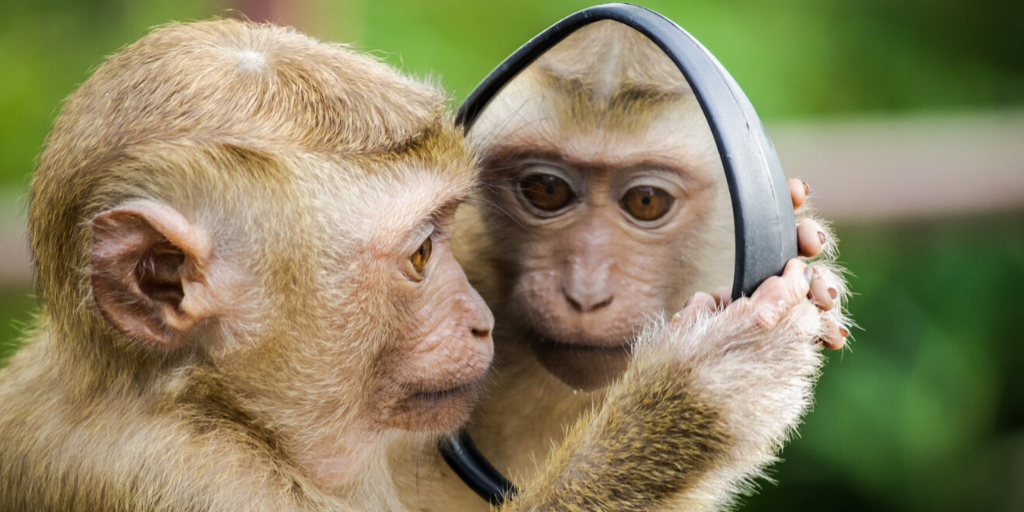 A monkey looks at himself in a mirror