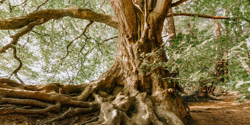 A mature tree with an extensive network of roots is visible in a forest