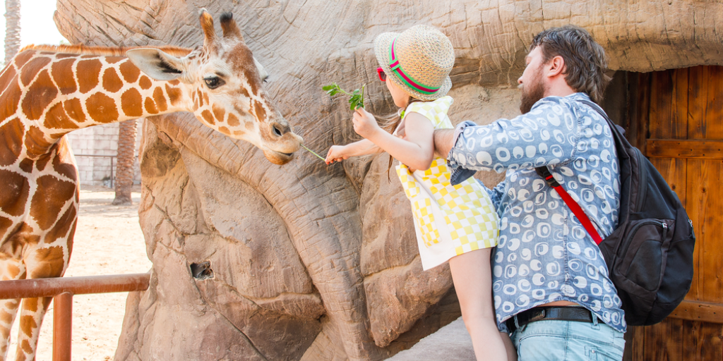 A girl feeding a giraffe at a zoo