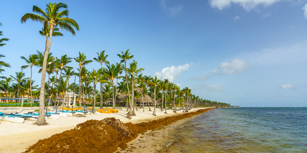 Seaweed washes up on the beach in the Dominican Republic.