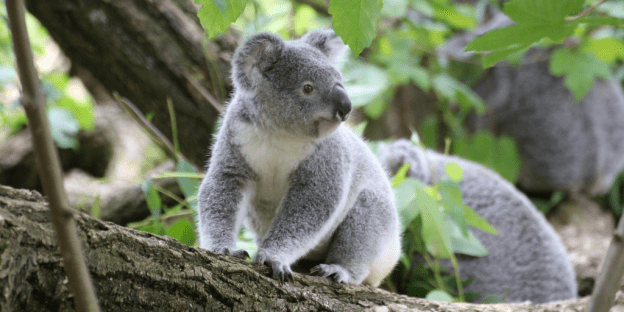 A Koala bear looks into the distance while perched on a tree branch