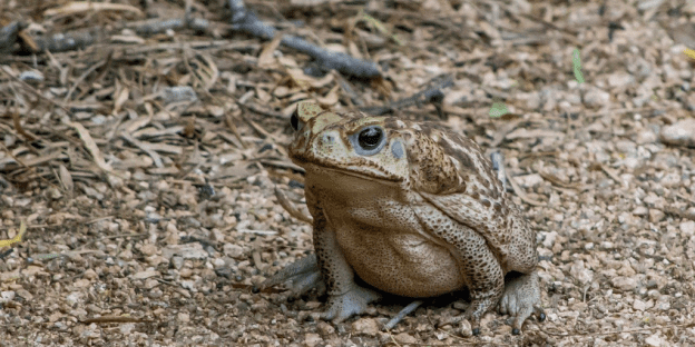 Australian cane toads are rapidly evolving
