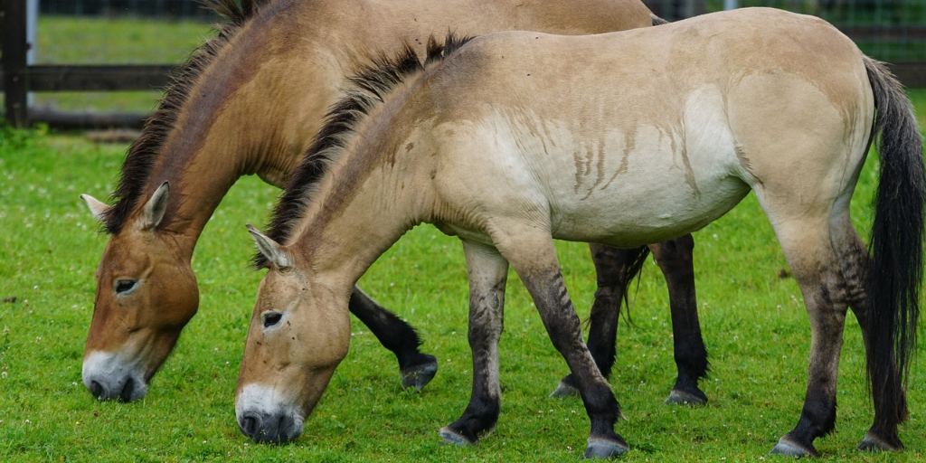 Przewalski’s wild horses are reviving their species in Chernobyl