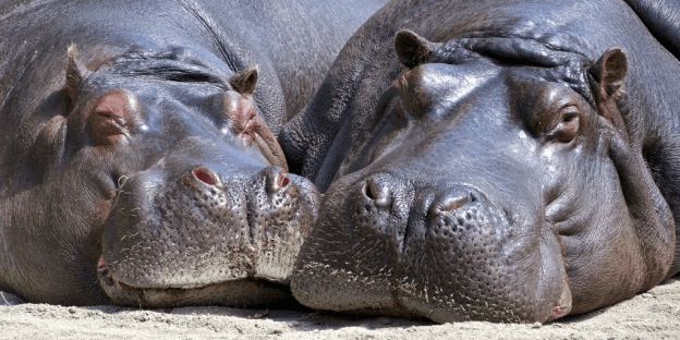 Pablo Escobar's two hippos have multiplied and are roaming the countryside of Colombia