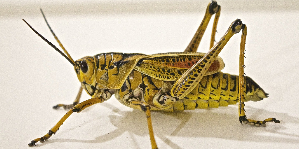 Desert locusts are attacking the food supply of East Africa