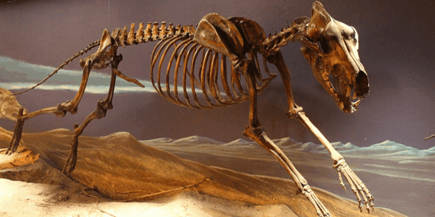 Skeleton of a dire wolf found in modern-day California