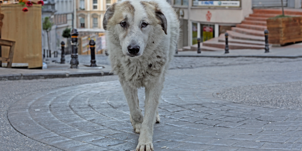 A dog on the streets in Istanbul