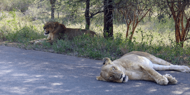 Kruger National Park is home to lions