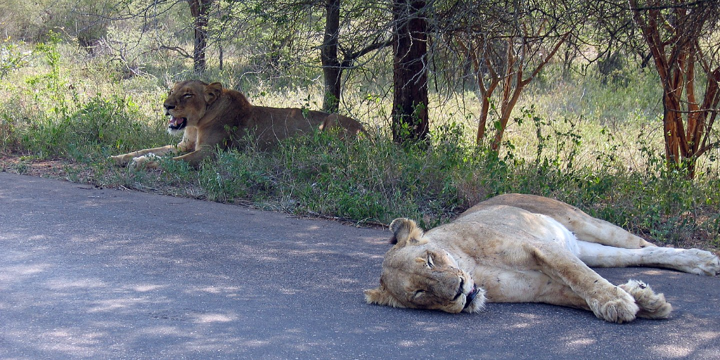 Kruger National Park is home to lions