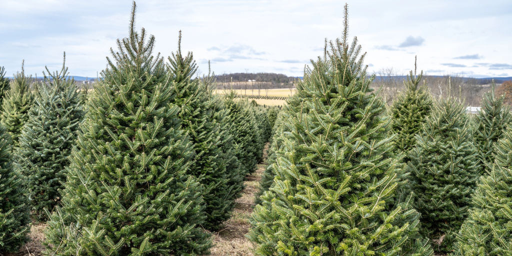 Rows of Christmas trees in a farm