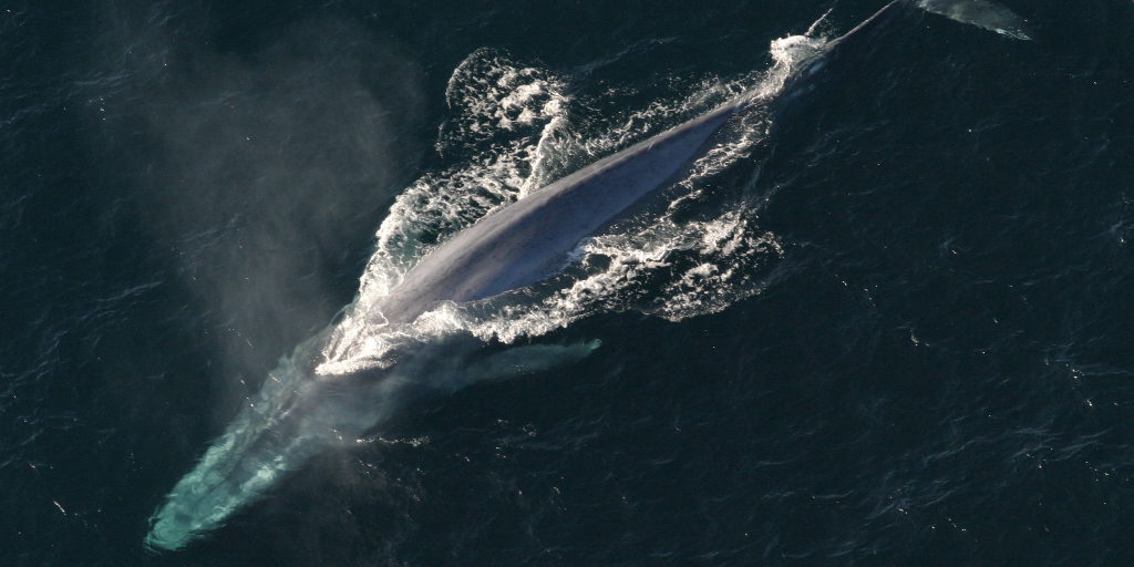 Adult blue whale