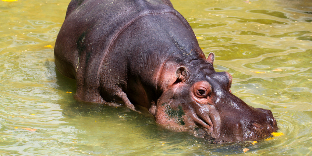 Seventy hippos from Colombia will get new homes in Mexico and India