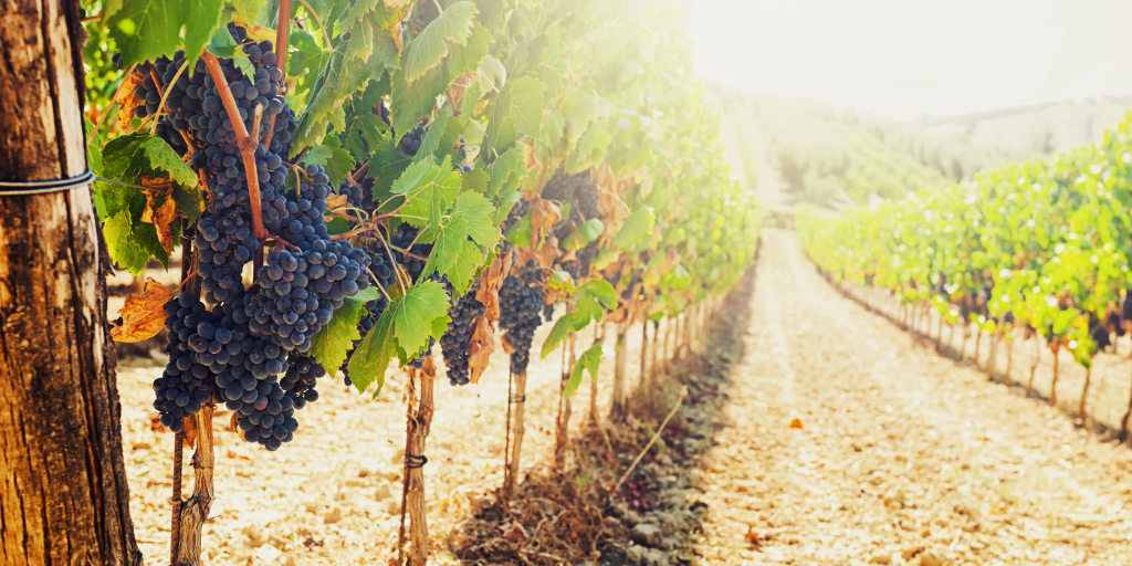Bunches of ripe red grapes at a vineyard
